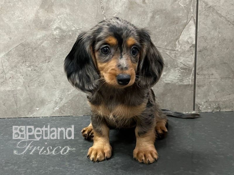Miniature Dachshund-Dog-Female-Dapple-3860461-Petland Frisco, Texas
