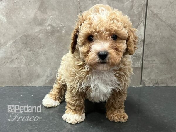 Toy Poodle Dog Male Apricot w/ White 30687 Petland Frisco, Texas