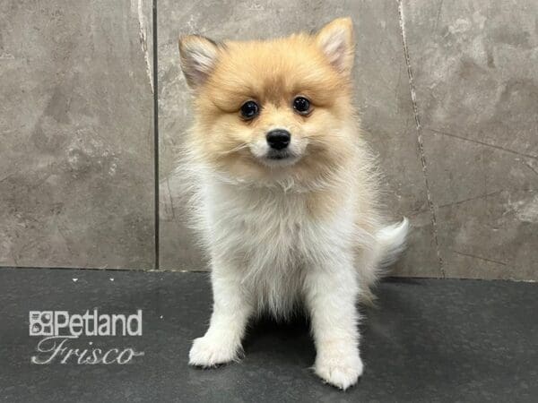 Pomeranian-Dog-Female-Sable / White-30680-Petland Frisco, Texas