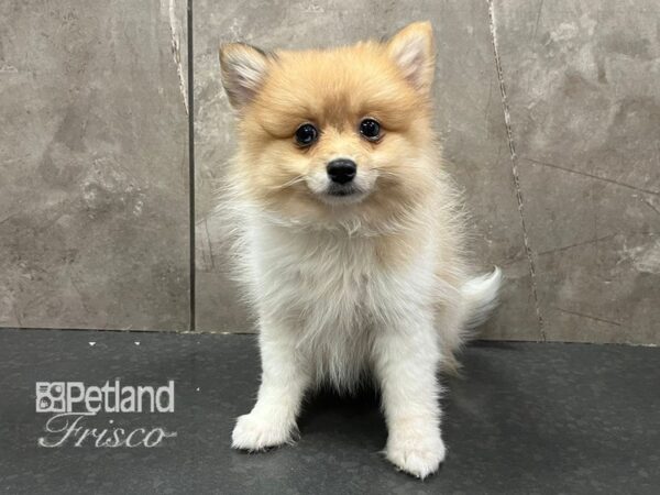 Pomeranian-Dog-Female-Sable / White-30680-Petland Frisco & Mckinney, Texas