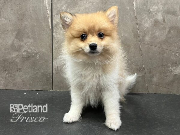 Pomeranian Dog Female Sable / White 30680 Petland Frisco, Texas