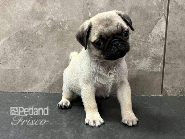 Pug Dog Female Fawn 30677 Petland Frisco, Texas