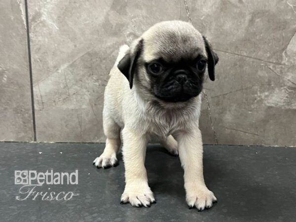 Pug-Dog-Male-Fawn-30676-Petland Frisco, Texas