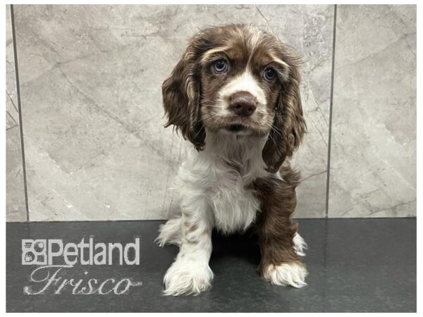 Cocker Spaniel-Dog-Female-Chocolate Merle-30703-Petland Frisco & Mckinney, Texas