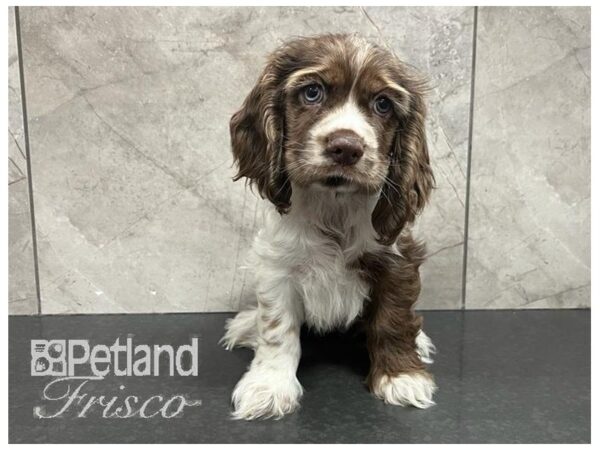 Cocker Spaniel Dog Female Chocolate Merle 30703 Petland Frisco, Texas