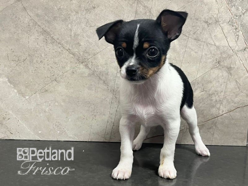 Chihuahua-Dog-Female-Tri-Colored-3860796-Petland Frisco, Texas