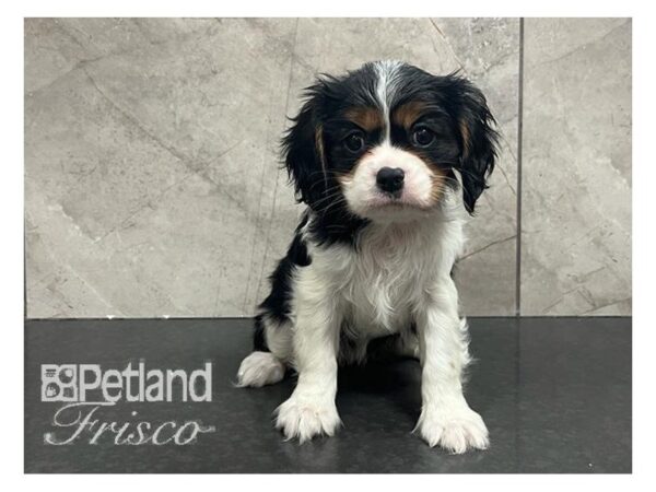 Cavalier King Charles Spaniel Dog Female Black Tan / White 30711 Petland Frisco, Texas