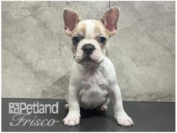 Frenchton-Dog-Female-Merle-30693-Petland Frisco, Texas