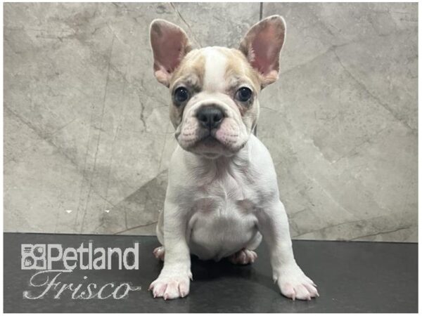 Frenchton Dog Female Merle 30693 Petland Frisco, Texas