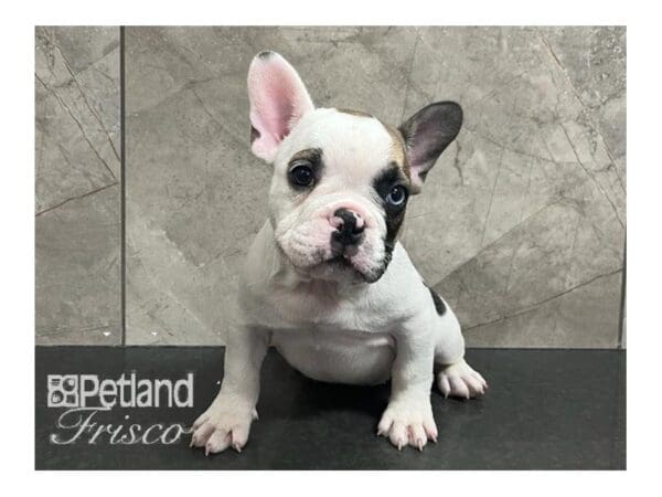 French Bulldog Dog Male White 30679 Petland Frisco, Texas