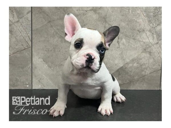 French Bulldog Dog Male White 30679 Petland Frisco, Texas