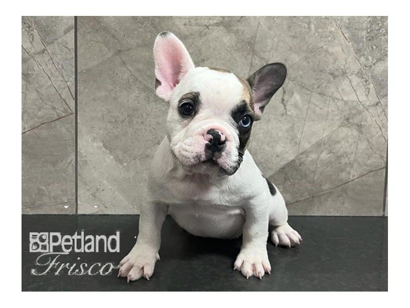 French Bulldog-Dog-Male-White-3859265-Petland Frisco, Texas