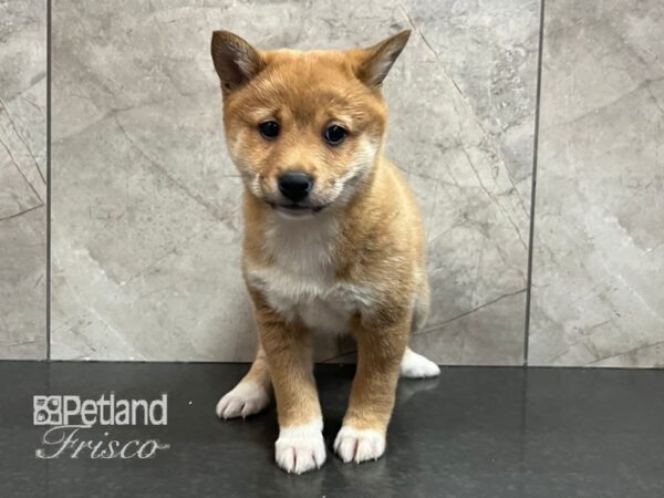 Shiba Inu Dog Female Red 30707 Petland Frisco, Texas