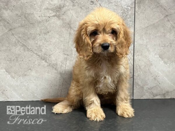 Cavapoo F1-Dog-Male-Red-30706-Petland Frisco, Texas