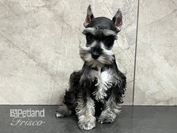 Miniature Schnauzer-Dog-Female-Salt / Pepper-30710-Petland Frisco, Texas