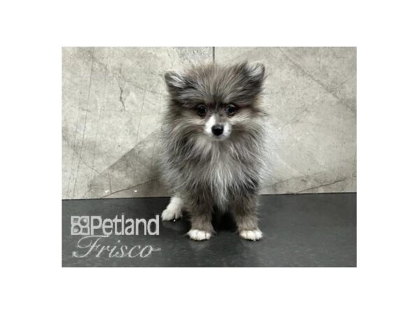 Pomeranian-Dog-Female-Blue Merle-30681-Petland Frisco & Mckinney, Texas