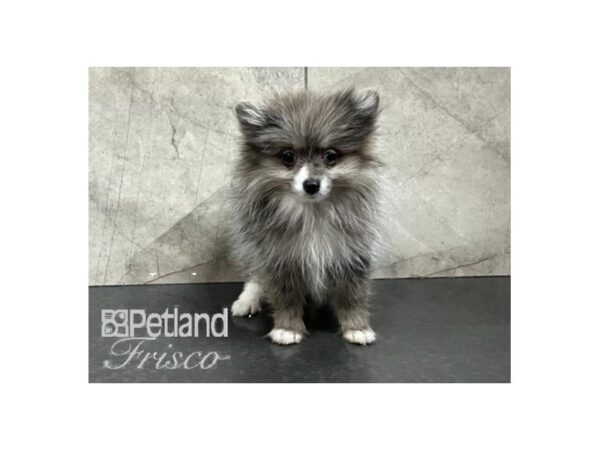 Pomeranian Dog Female Blue Merle 30681 Petland Frisco, Texas