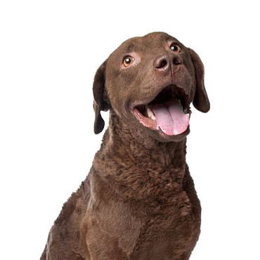 Petland Frisco & Mckinney, Texas Chesapeake Bay Retriever