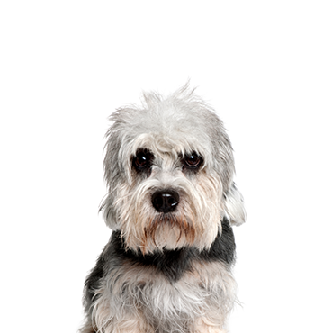 Petland Frisco & Mckinney, Texas Dandie Dinmont Terrier