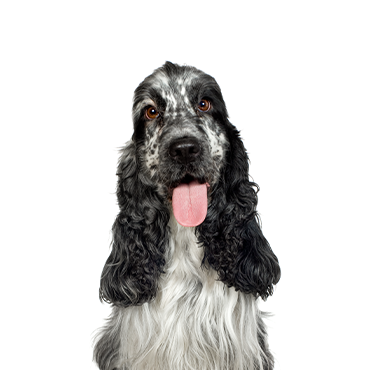 Petland Frisco & Mckinney, Texas English Cocker Spaniel