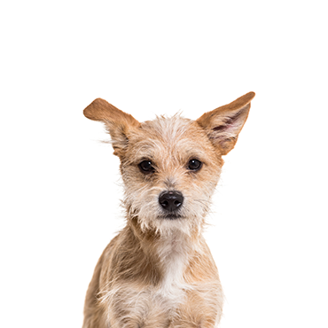 Petland Frisco & Mckinney, Texas Chipoo