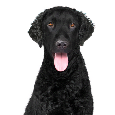 Petland Frisco & Mckinney, Texas Curly-Coated Retriever