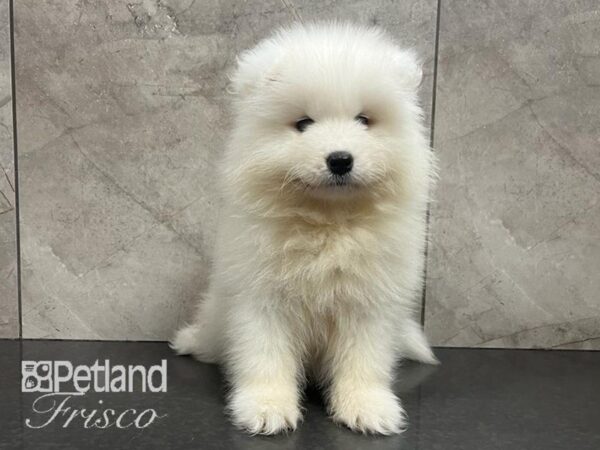 Samoyed Dog Female White/Biscuit 30572 Petland Frisco, Texas