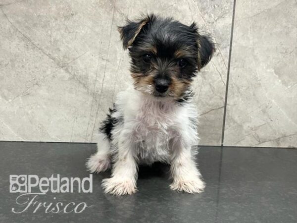 Yorkshire Terrier Dog Female White Black and Tan 30584 Petland Frisco, Texas