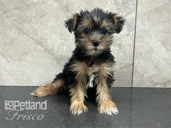 Yorkshire Terrier Dog Female Black / Tan 30586 Petland Frisco, Texas