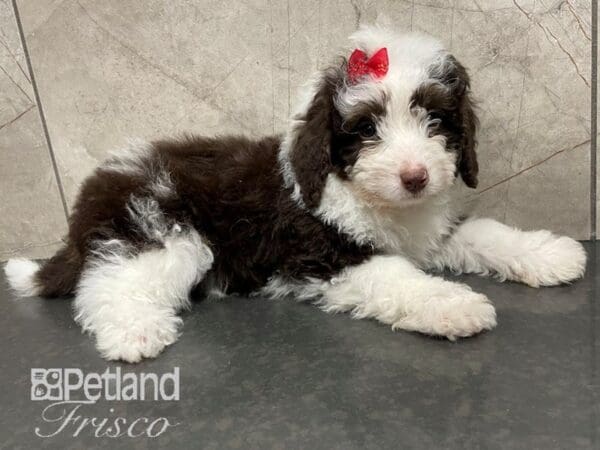 Miniature Bernedoodle-Dog-Female-Chocolate and White-30614-Petland Frisco, Texas