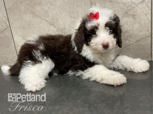 Miniature Bernedoodle Dog Female Chocolate and White 30614 Petland Frisco, Texas