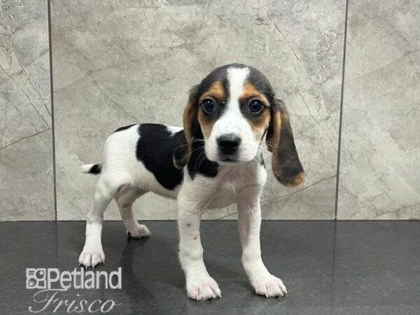 Beagle Dog Female Black/White/Tan 30593 Petland Frisco, Texas