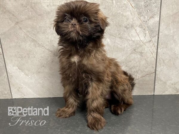 Shih Tzu Dog Female Liver 30581 Petland Frisco, Texas