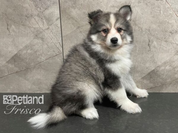 Huskimo Dog Female Sable and White 30616 Petland Frisco, Texas