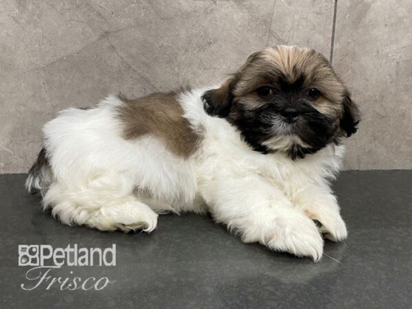 Teddy Bear Dog Male Parti 30599 Petland Frisco, Texas