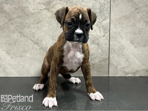 Boxer-Dog-Female-Brindle / White-30656-Petland Frisco, Texas