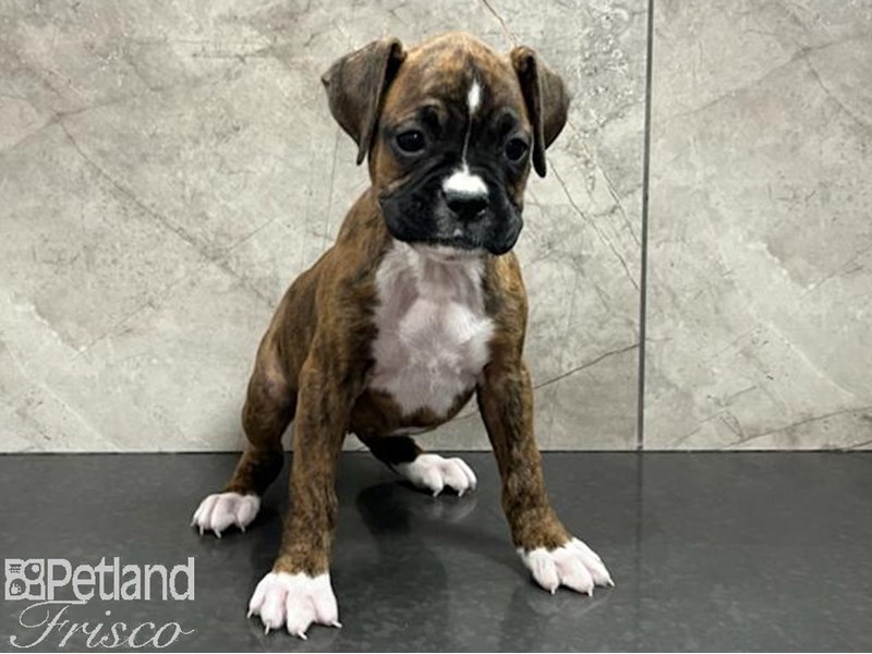 Boxer Puppies Breed Info Petland Frisco, Texas