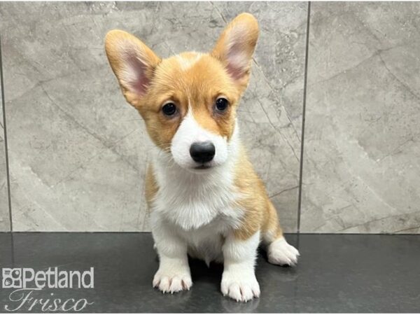 Pembroke Welsh Corgi Dog Female Red / White 30642 Petland Frisco, Texas