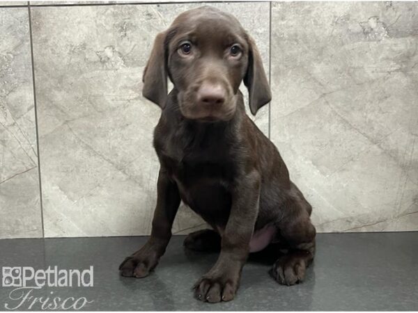 Labrador Retriever Dog Male Chocolate 30638 Petland Frisco, Texas