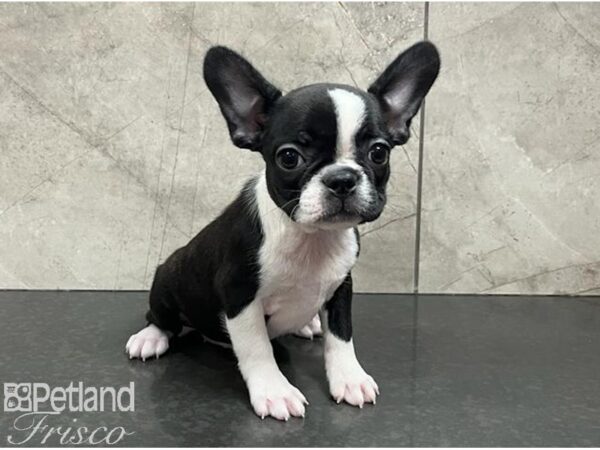 French Bulldog/Boston Terrier Dog Female Black / White 30635 Petland Frisco, Texas