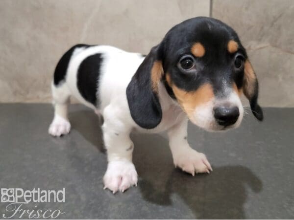 Miniature Dachshund Dog Male Black / White 30647 Petland Frisco, Texas