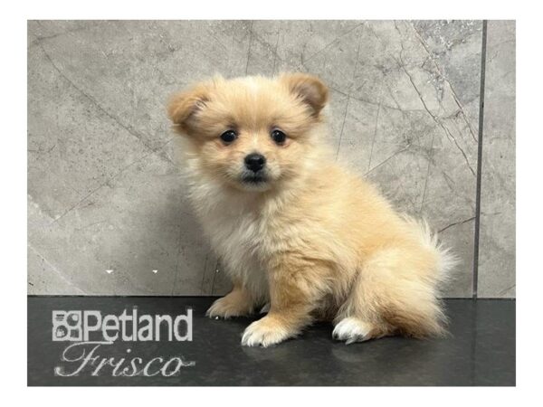 Pomeranian Dog Male Cream 30701 Petland Frisco, Texas