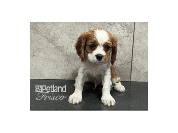 Cavalier King Charles Spaniel-Dog-Male-Blenheim-30708-Petland Frisco, Texas