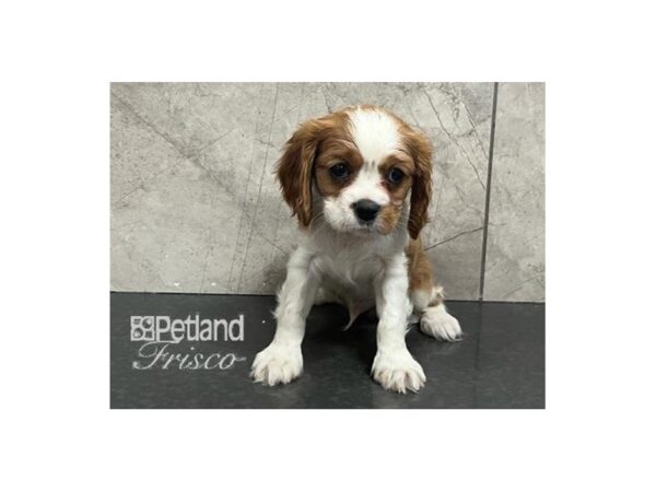 Cavalier King Charles Spaniel Dog Male Blenheim 30708 Petland Frisco, Texas