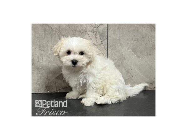 Maltese Dog Female White 30700 Petland Frisco, Texas