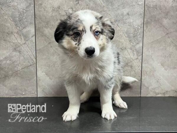 Aussimo-Dog-Male-Blue Merle-30697-Petland Frisco, Texas