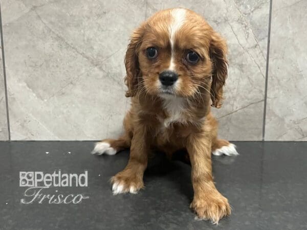 Cavalier King Charles Spaniel Dog Male Ruby 30717 Petland Frisco, Texas