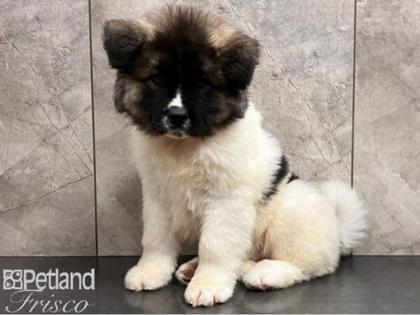 Akita-Dog-Male-Black and White Pinto-30604-Petland Frisco, Texas