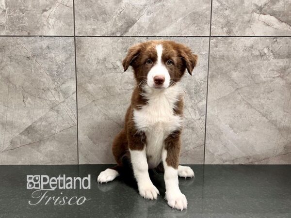 Australian Shepherd Dog Female Red 30628 Petland Frisco, Texas