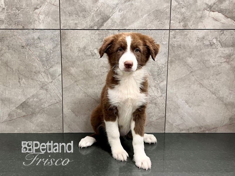 Australian Shepherd-Dog-Female-Red-3850454-Petland Frisco, Texas